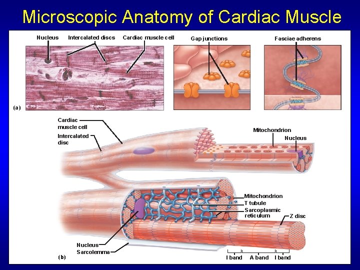 Microscopic Anatomy of Cardiac Muscle Nucleus Intercalated discs Cardiac muscle cell Gap junctions Fasciae Microscopic Anatomy of Cardiac Muscle Nucleus Intercalated discs Cardiac muscle cell Gap junctions Fasciae