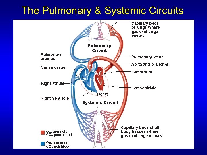 The Pulmonary & Systemic Circuits Capillary beds of lungs where gas exchange occurs Pulmonary The Pulmonary & Systemic Circuits Capillary beds of lungs where gas exchange occurs Pulmonary