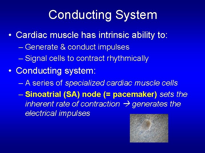 Conducting System • Cardiac muscle has intrinsic ability to: – Generate & conduct impulses Conducting System • Cardiac muscle has intrinsic ability to: – Generate & conduct impulses