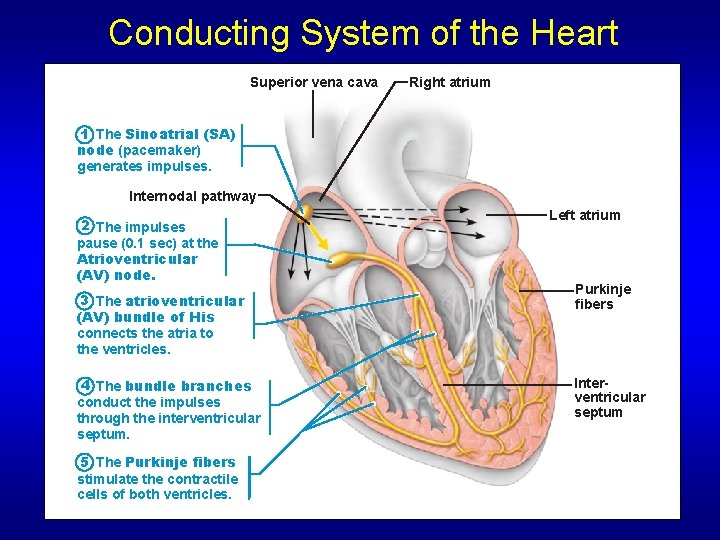 Conducting System of the Heart Superior vena cava Right atrium 1 The Sinoatrial (SA) Conducting System of the Heart Superior vena cava Right atrium 1 The Sinoatrial (SA)
