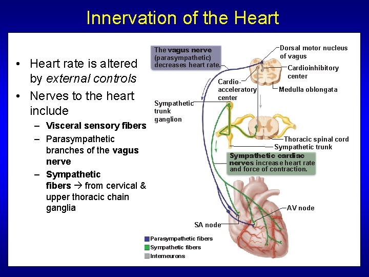 Innervation of the Heart • Heart rate is altered by external controls • Nerves Innervation of the Heart • Heart rate is altered by external controls • Nerves
