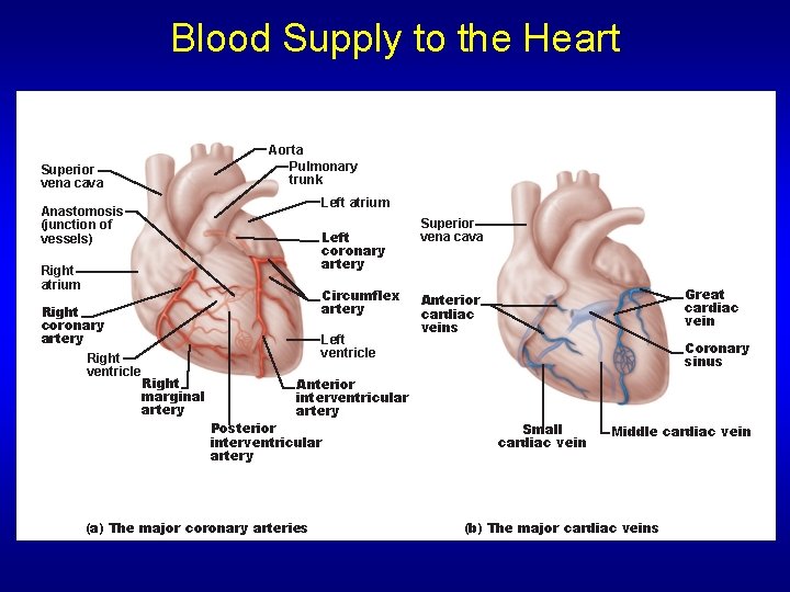 Blood Supply to the Heart Aorta Pulmonary trunk Superior vena cava Left atrium Anastomosis Blood Supply to the Heart Aorta Pulmonary trunk Superior vena cava Left atrium Anastomosis