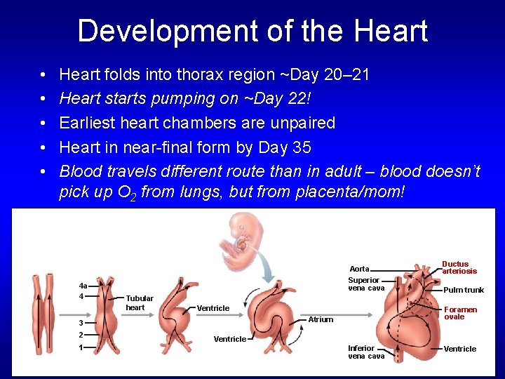 Development of the Heart • • • Heart folds into thorax region ~Day 20– Development of the Heart • • • Heart folds into thorax region ~Day 20–