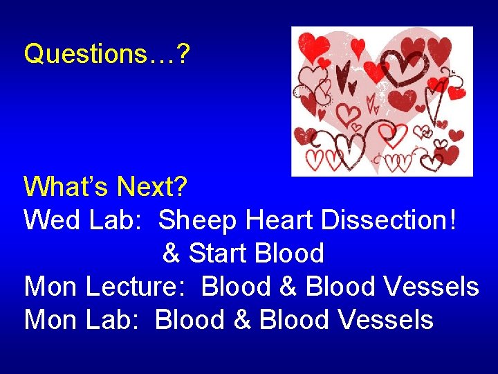 Questions…? What’s Next? Wed Lab: Sheep Heart Dissection! & Start Blood Mon Lecture: Blood Questions…? What’s Next? Wed Lab: Sheep Heart Dissection! & Start Blood Mon Lecture: Blood