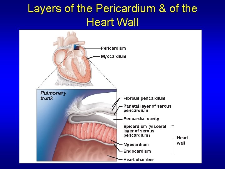 Layers of the Pericardium & of the Heart Wall Pericardium Myocardium Pulmonary trunk Fibrous Layers of the Pericardium & of the Heart Wall Pericardium Myocardium Pulmonary trunk Fibrous