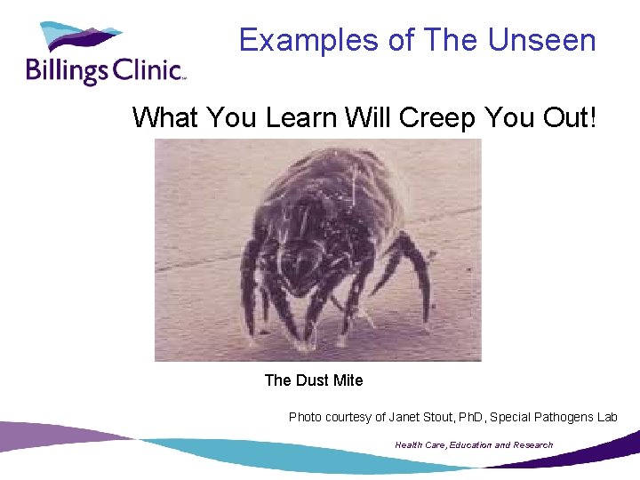 Examples of The Unseen What You Learn Will Creep You Out! The Dust Mite