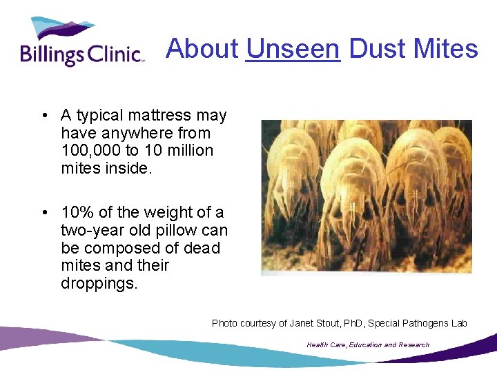 About Unseen Dust Mites • A typical mattress may have anywhere from 100, 000