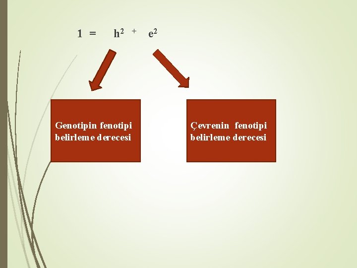  1 = h 2 + e 2 Genotipin fenotipi belirleme derecesi Çevrenin fenotipi