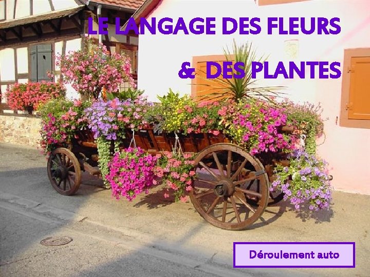 LE LANGAGE DES FLEURS & DES PLANTES Déroulement auto 