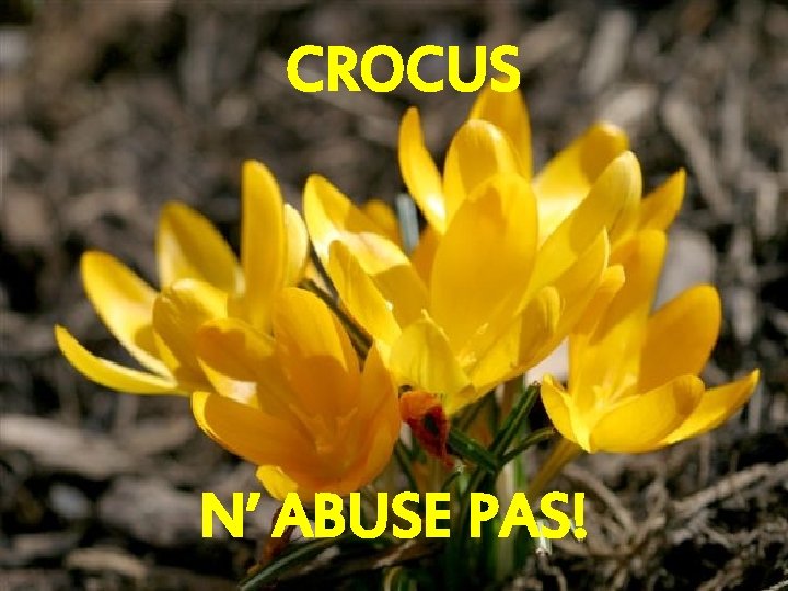 CROCUS N’ ABUSE PAS! 