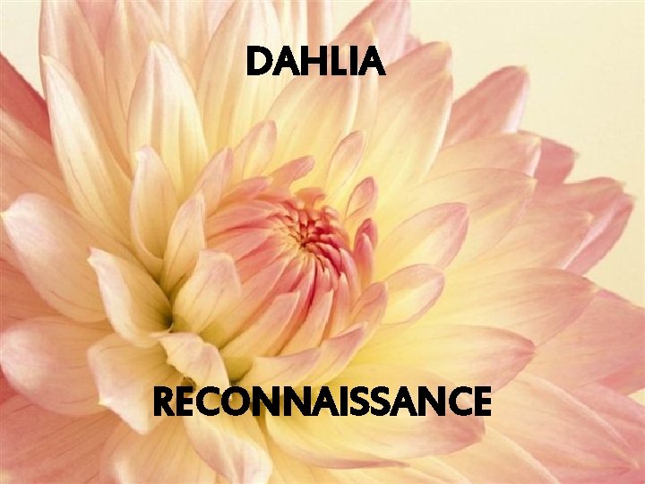 DAHLIA RECONNAISSANCE 