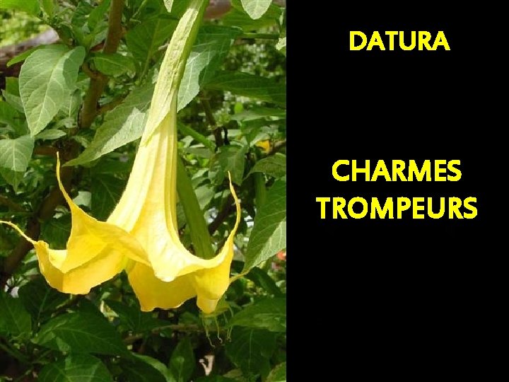 DATURA CHARMES TROMPEURS 