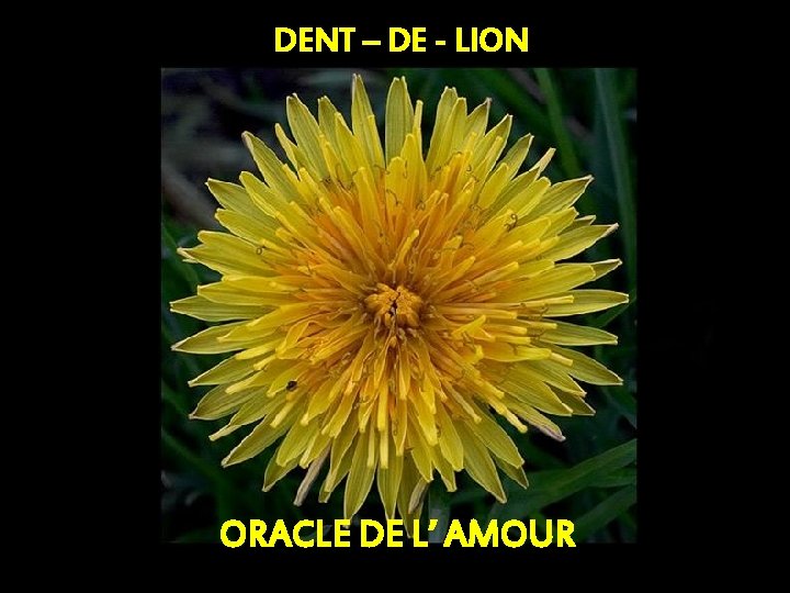 DENT – DE - LION ORACLE DE L’ AMOUR 