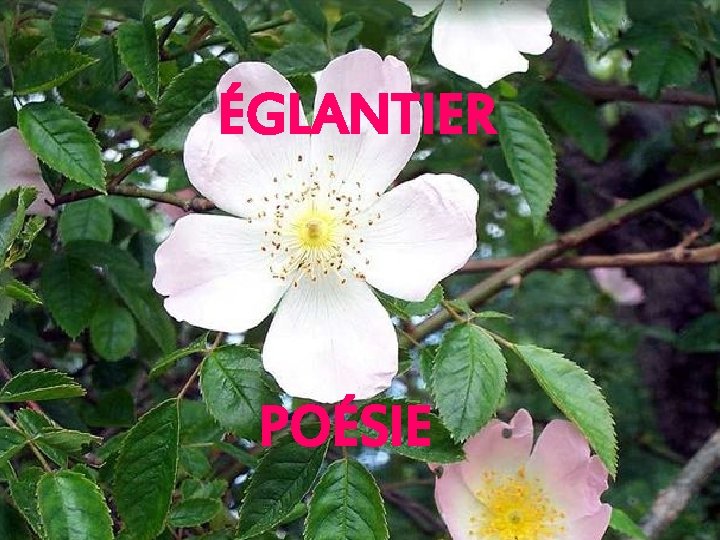 ÉGLANTIER POÉSIE 