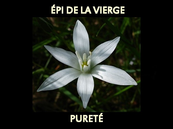 ÉPI DE LA VIERGE PURETÉ 