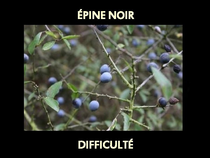 ÉPINE NOIR DIFFICULTÉ 