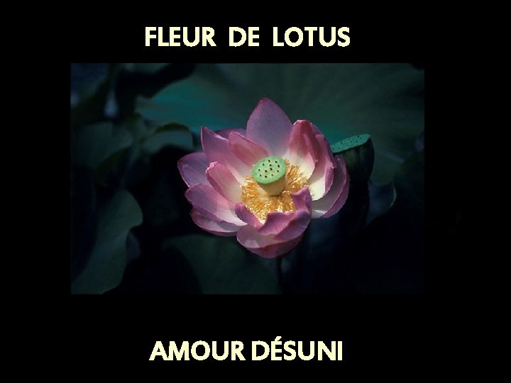 FLEUR DE LOTUS AMOUR DÉSUNI 