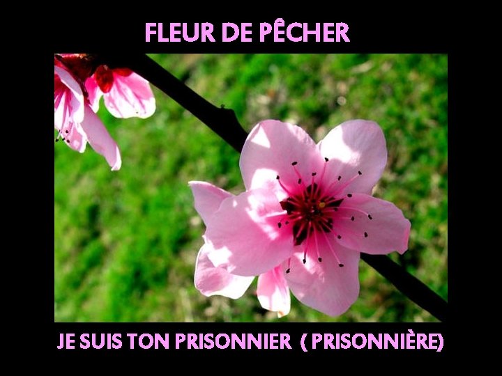 FLEUR DE PÊCHER JE SUIS TON PRISONNIER ( PRISONNIÈRE) 