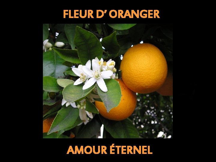 FLEUR D’ ORANGER AMOUR ÉTERNEL 