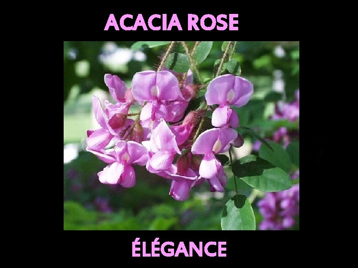 ACACIA ROSE ÉLÉGANCE 