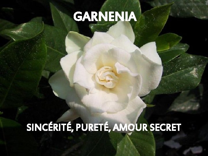 GARNENIA SINCÉRITÉ, PURETÉ, AMOUR SECRET 