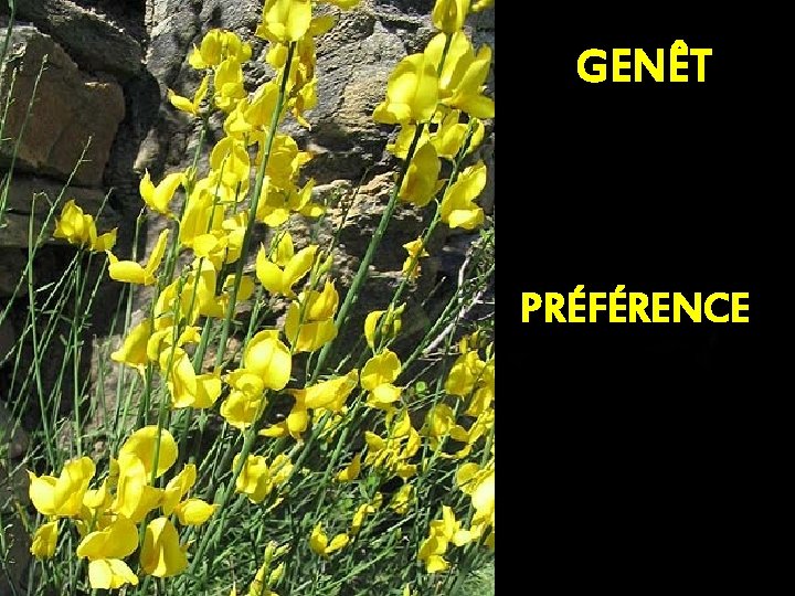 GENÊT PRÉFÉRENCE 