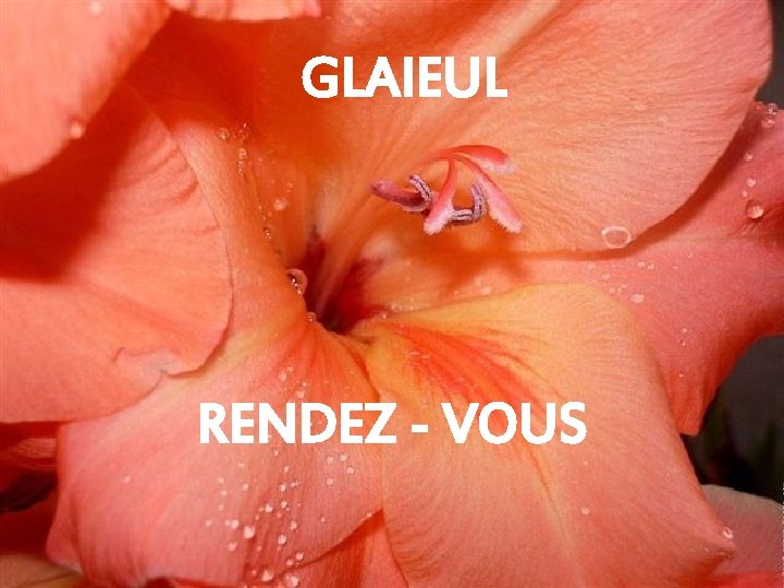 GLAIEUL RENDEZ - VOUS 