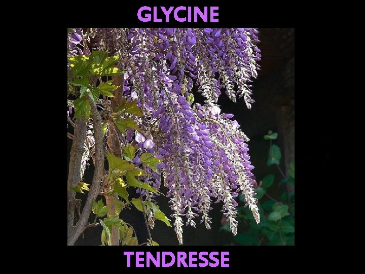 GLYCINE TENDRESSE 