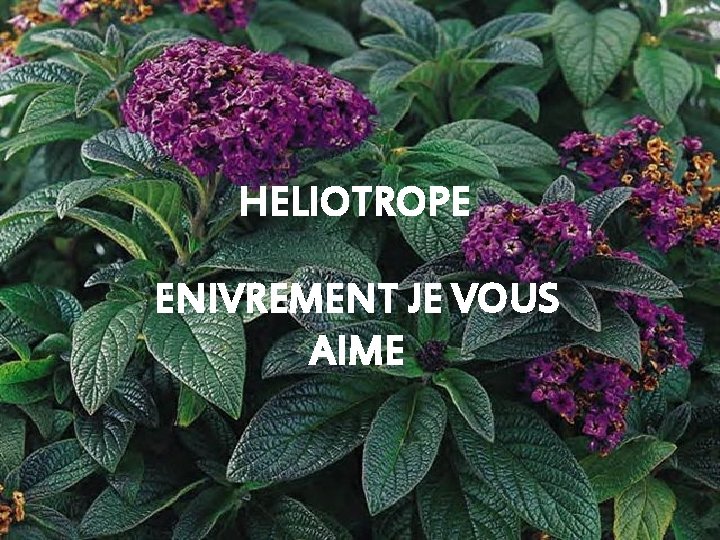 HELIOTROPE ENIVREMENT JE VOUS AIME 