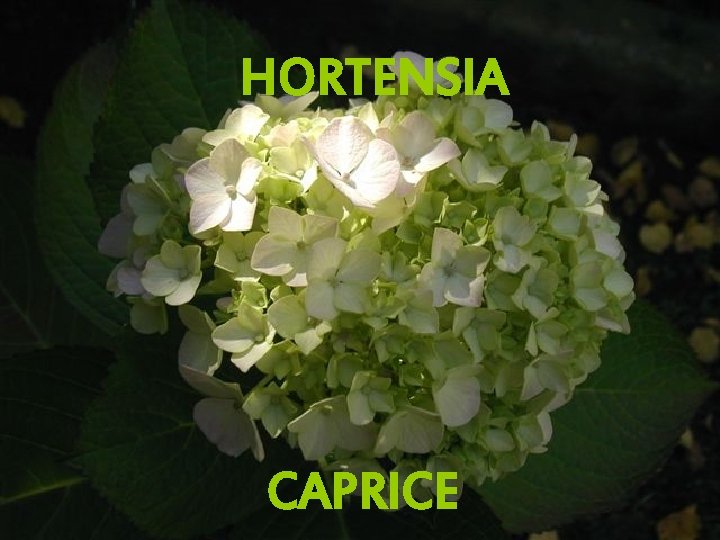 HORTENSIA CAPRICE 