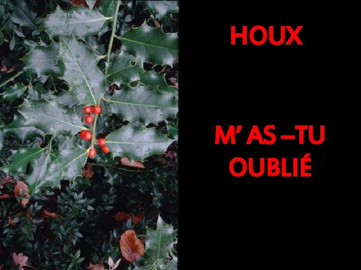 HOUX M’ AS –TU OUBLIÉ 