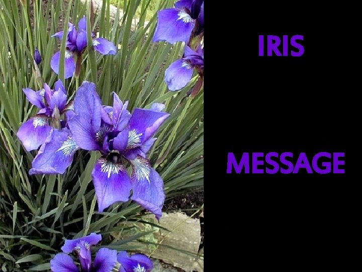 IRIS MESSAGE 