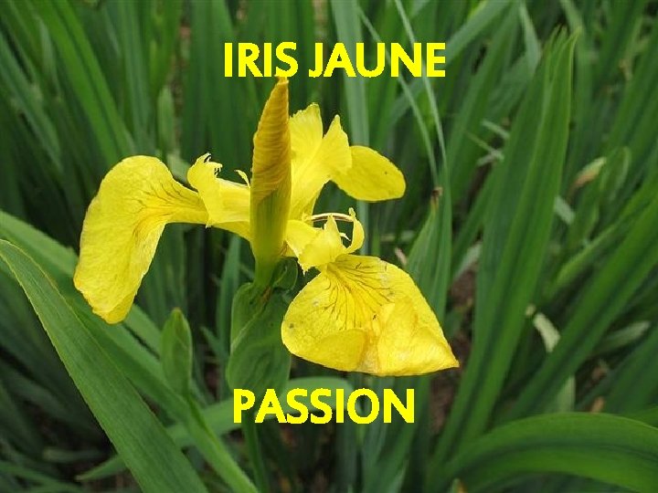 IRIS JAUNE PASSION 