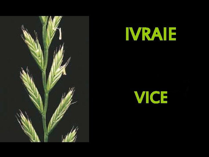 IVRAIE VICE 
