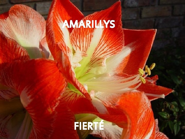AMARILLYS FIERTÉ 