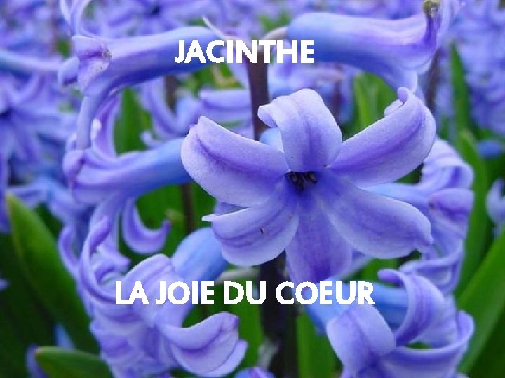 JACINTHE LA JOIE DU COEUR 