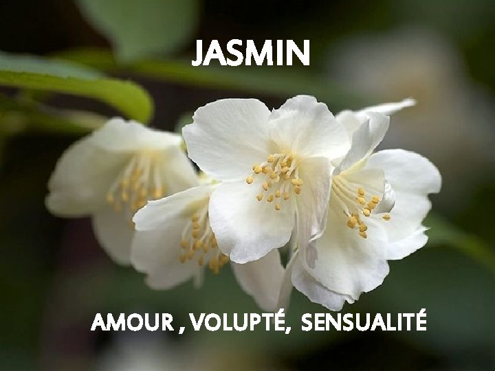 JASMIN AMOUR , VOLUPTÉ, SENSUALITÉ 