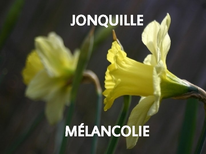 JONQUILLE MÉLANCOLIE 