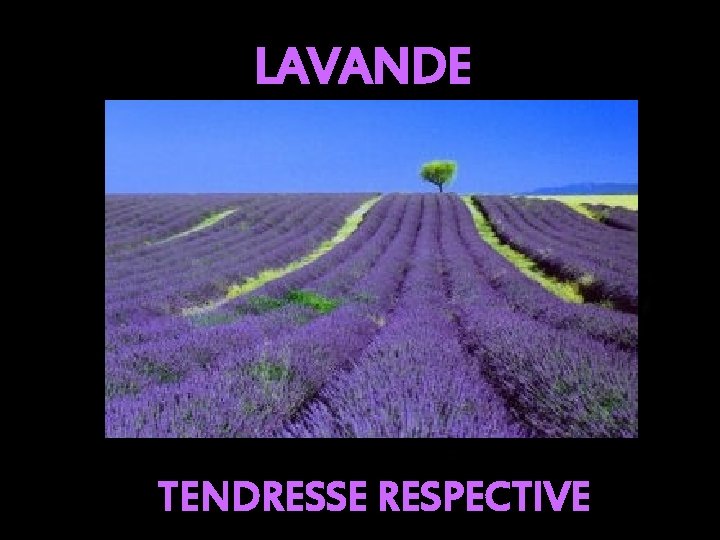LAVANDE TENDRESSE RESPECTIVE 