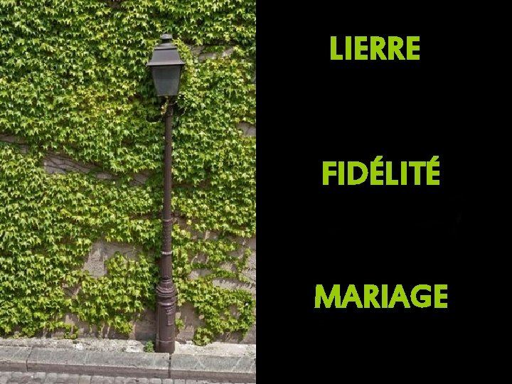 LIERRE FIDÉLITÉ MARIAGE 