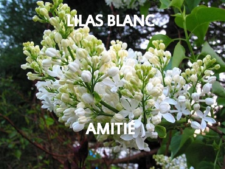 LILAS BLANC AMITIÉ 