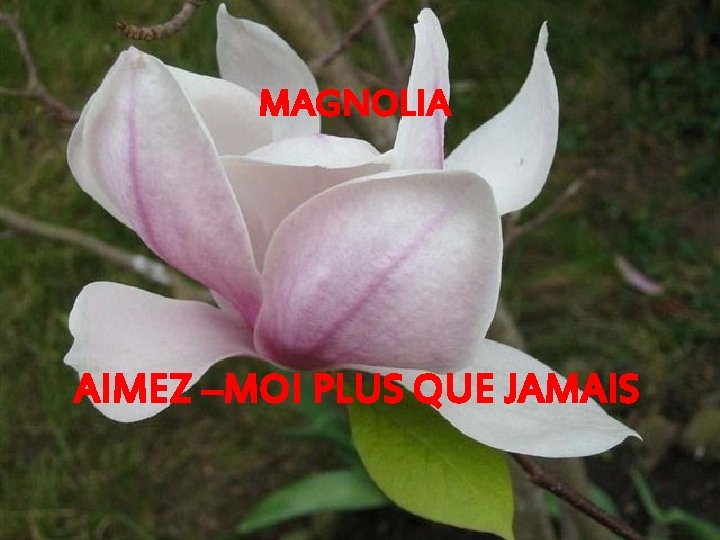 MAGNOLIA AIMEZ –MOI PLUS QUE JAMAIS 