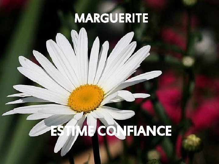 MARGUERITE ESTIME CONFIANCE 