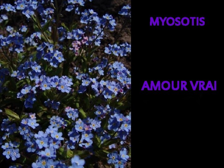 MYOSOTIS AMOUR VRAI 