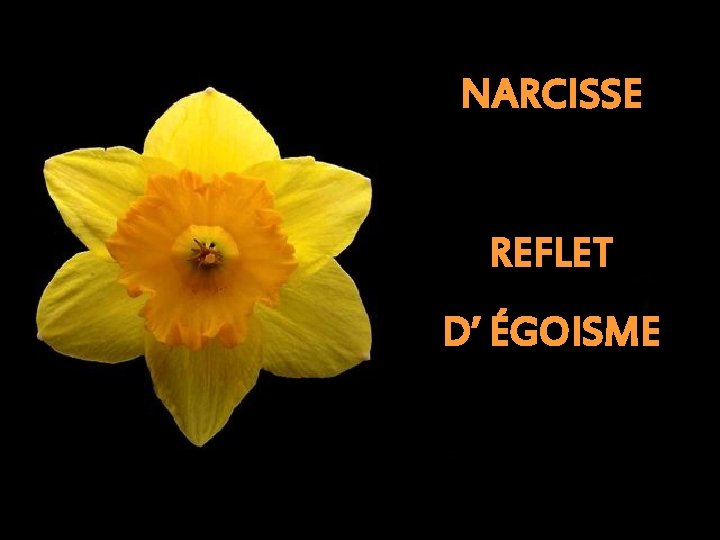 NARCISSE REFLET D’ ÉGOISME 