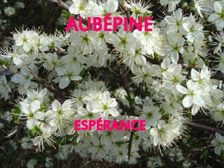 AUBÉPINE ESPÉRANCE 