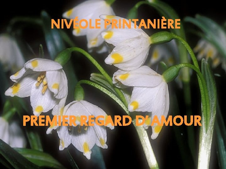 NIVÉOLE PRINTANIÈRE PREMIER REGARD D’ AMOUR 