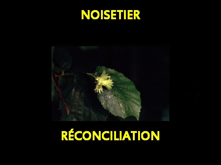 NOISETIER RÉCONCILIATION 
