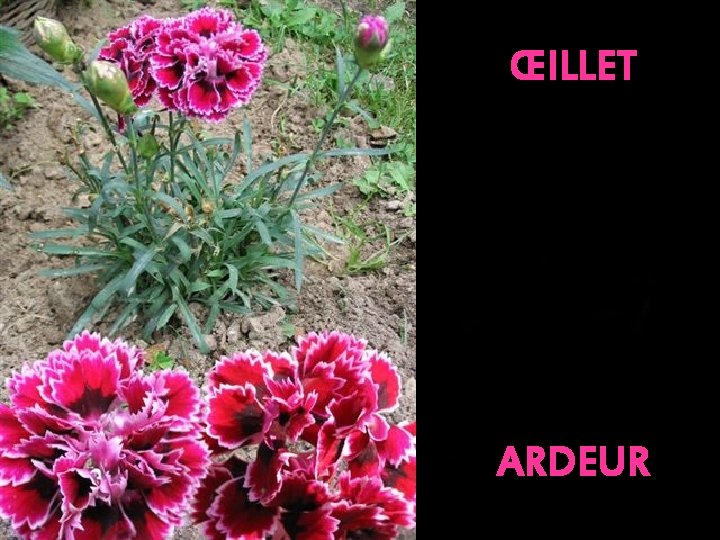 ŒILLET ARDEUR 