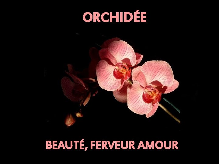 ORCHIDÉE BEAUTÉ, FERVEUR AMOUR 